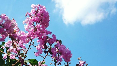 Low angle view of cherry blossom tree