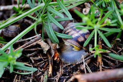 Close-up of insect on plants