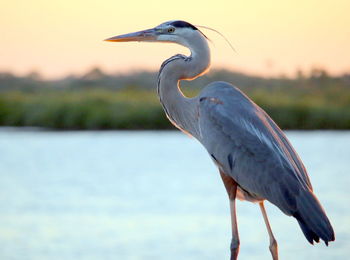 High angle view of gray heron perching on lake against sky