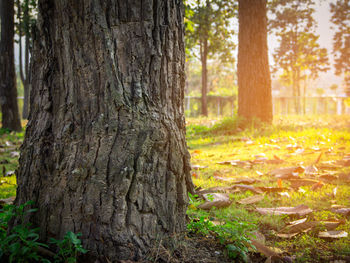 Pine tree in forest