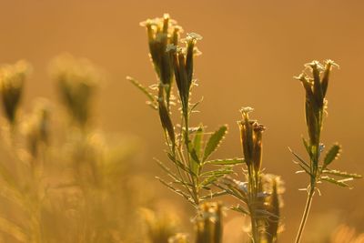 Close-up of flowering plants on field