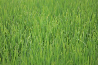 Full frame shot of crops growing on field