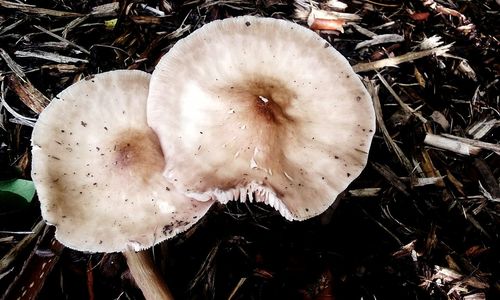 Close-up of white mushrooms