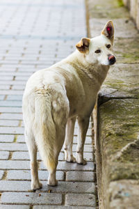 Portrait of sheep standing on footpath