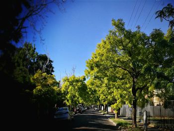 Trees against clear sky