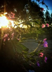 Close-up of pink flowers blooming against sky