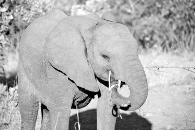 View of elephant on field