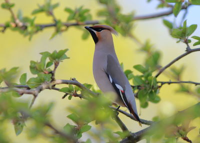 Low angle view of bird perching on branch