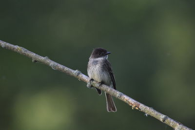 Close-up of eastern pheobe perching on branch