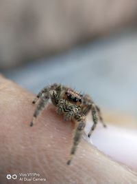 Close-up of spider on hand