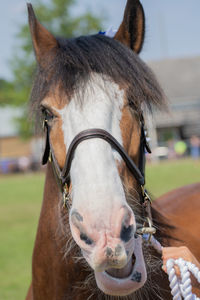 Portrait of horse