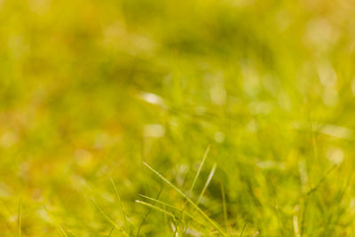 Close-up of plant growing on field