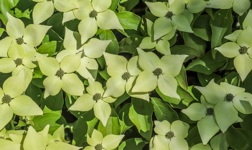 Full frame shot of flowering plants