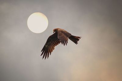 Low angle view of eagle flying against moon and sky