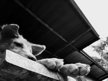 Low angle view of a dog