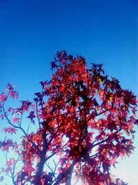 Low angle view of tree against sky