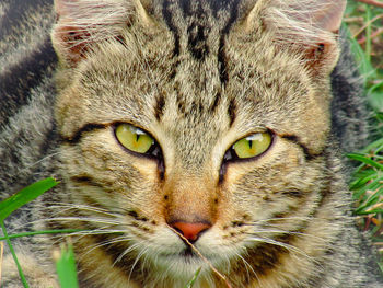 Close-up portrait of a cat