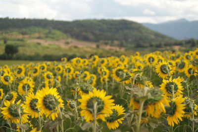 Close-up of yellow flowers growing in field