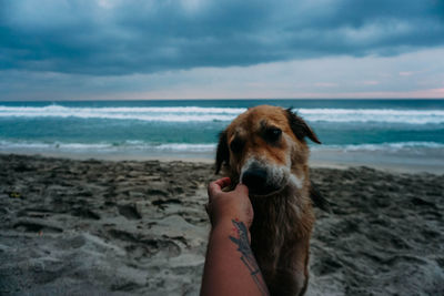 Dog lying on beach