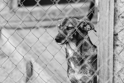 Dog looking through chainlink fence