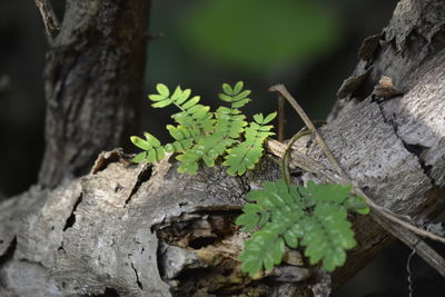 Close-up of mushroom growing on tree trunk