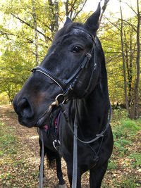 Horse in a forest