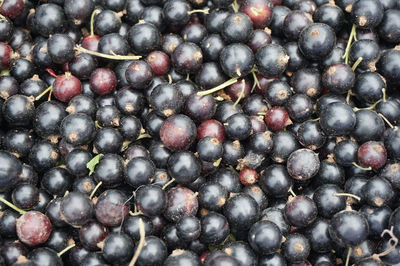 Full frame shot of blueberries