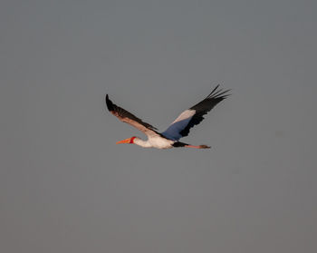 Bird flying against clear sky