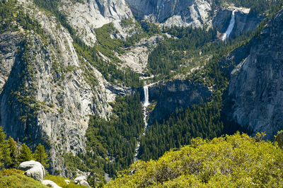 Panoramic view of pine trees in forest at yosemite national park