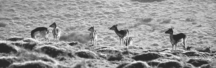 Birds on field