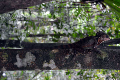 View of lizard on tree