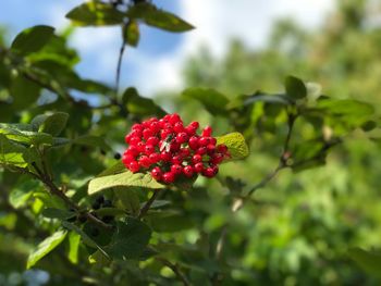 Close-up of red berries on tree