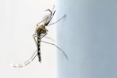 Close-up of insect on white background