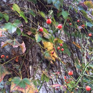 Plants growing on tree trunk