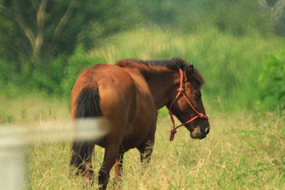 Horses in a field