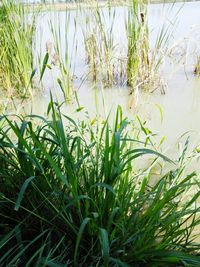Close-up of grass by lake