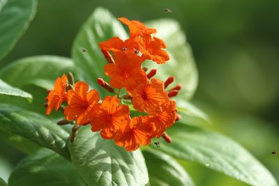 Close-up of orange flowers blooming outdoors