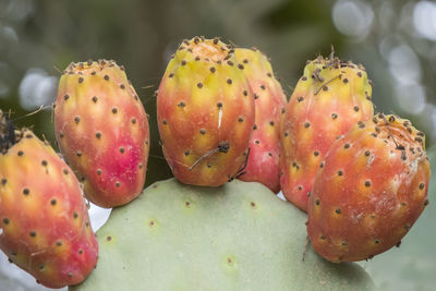 Close-up of strawberries