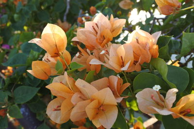 Close-up of yellow flowering plants