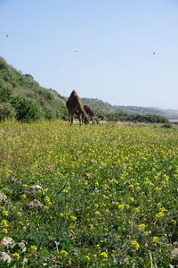 Horse on field against clear sky