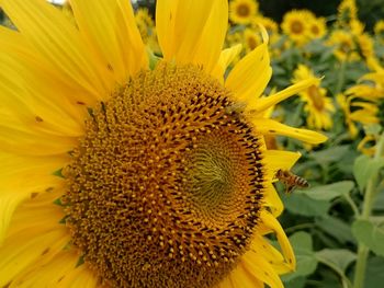 Close-up of sunflower