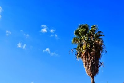 Low angle view of coconut palm tree against blue sky