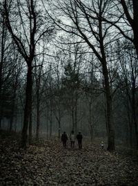 Bare trees in forest against sky