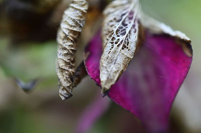 Close-up of wilted flower