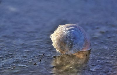 Close-up of turtle in water