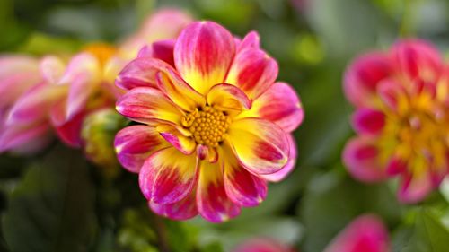 Close-up of pink flowering plants