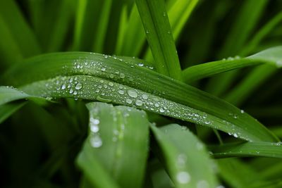 Close-up of raindrops on green leaves during rainy season