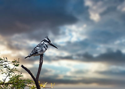 View of white pied kingfisher in keoladeo national park 