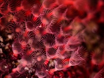 Close-up of coral in sea