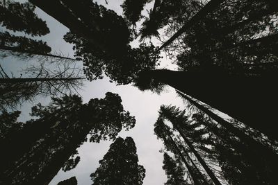 Low angle view of silhouette tree in forest against sky
